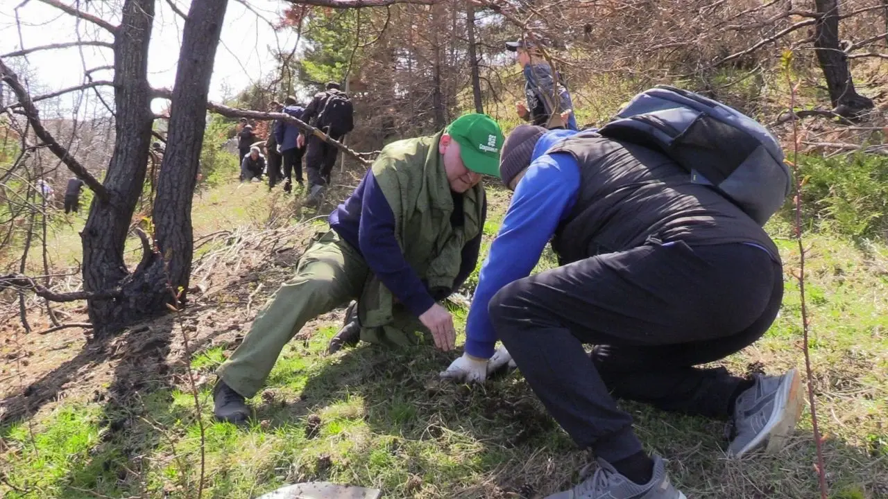 В Ахтынском районе в рамках акции «Сад памяти» высадили 4 тысячи сосен