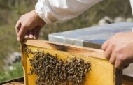 Россельхознадзор выявил в Дагестане 5,1 тонны мёда неизвестного происхождения